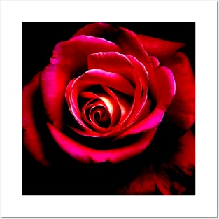 Red Rose Gift Posters and Art